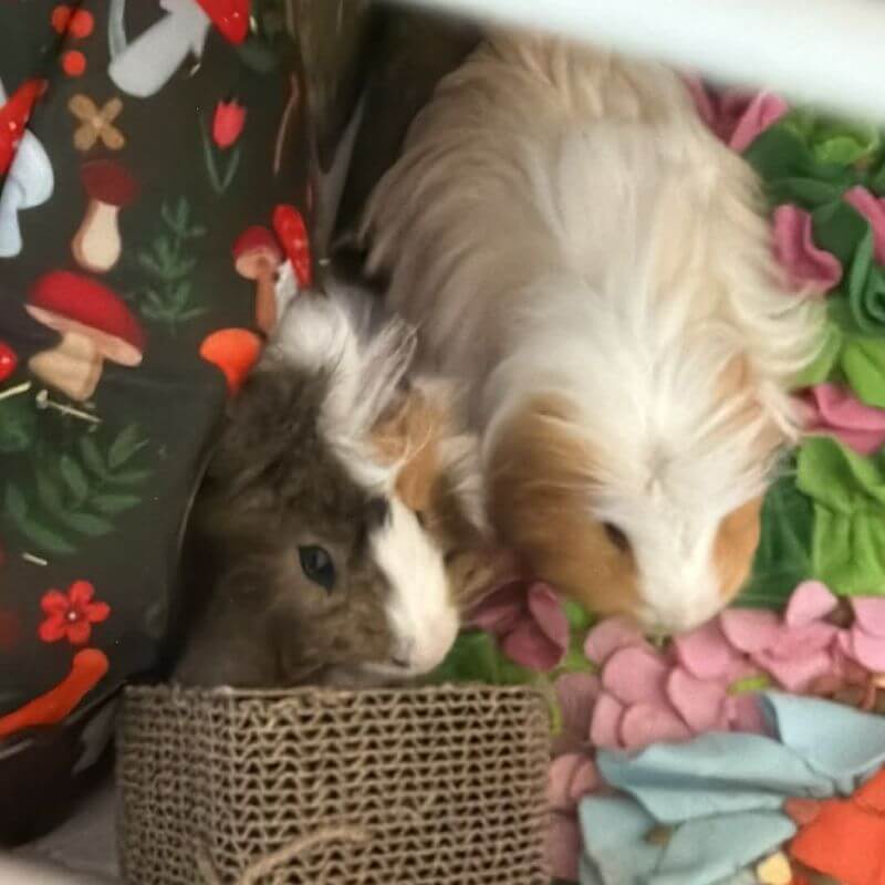 Care for dogs, cats and other small pets