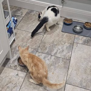 Cat Sitting Hebburn – Calm, Trusted In-Home Cat Care