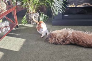 Contact Pet Poppins For Trusted Pet Sitting in Hebburn