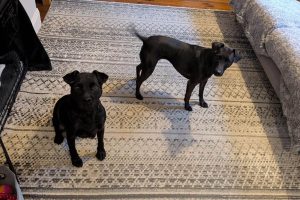 Dog Sitting Hebburn with Trusted In-Home Dog Care