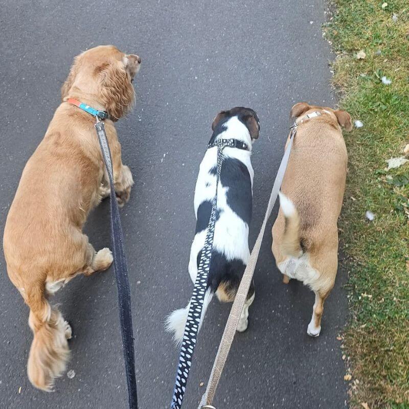 Dog Walking