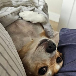 Happy pet staying at home with Pet Poppins Hebburn