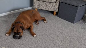 Happy pets when you choose Pet Poppins, you’re choosing a service built on trust.