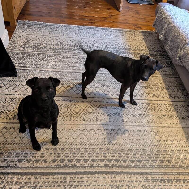 Looking for reliable dog sitting in Hebburn