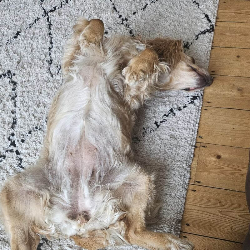 Overnight Pet Sitting
