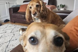 Pet Poppins Hebburn - Pet Sitting Service