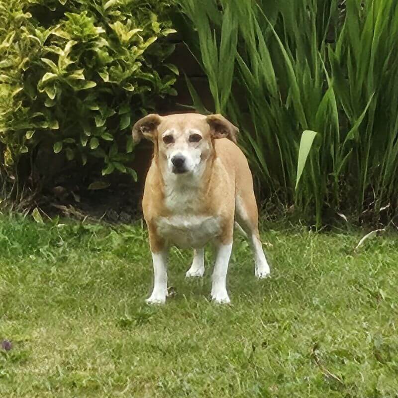 Pet Sitting Gallery. Happy Pets in Their Own Home