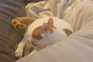 Pet Sitting Hebburn with Trusted In-Home Pet Care