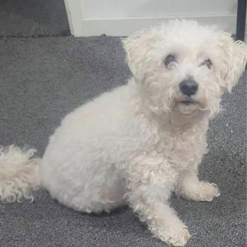 Pet care advice and tips from Pet Poppins Hebburn