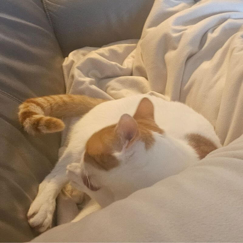 Professional pet sitting in Hebburn, keeping your pets happy at home