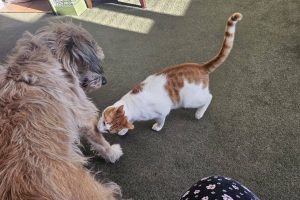 about pet poppins in Hebburn